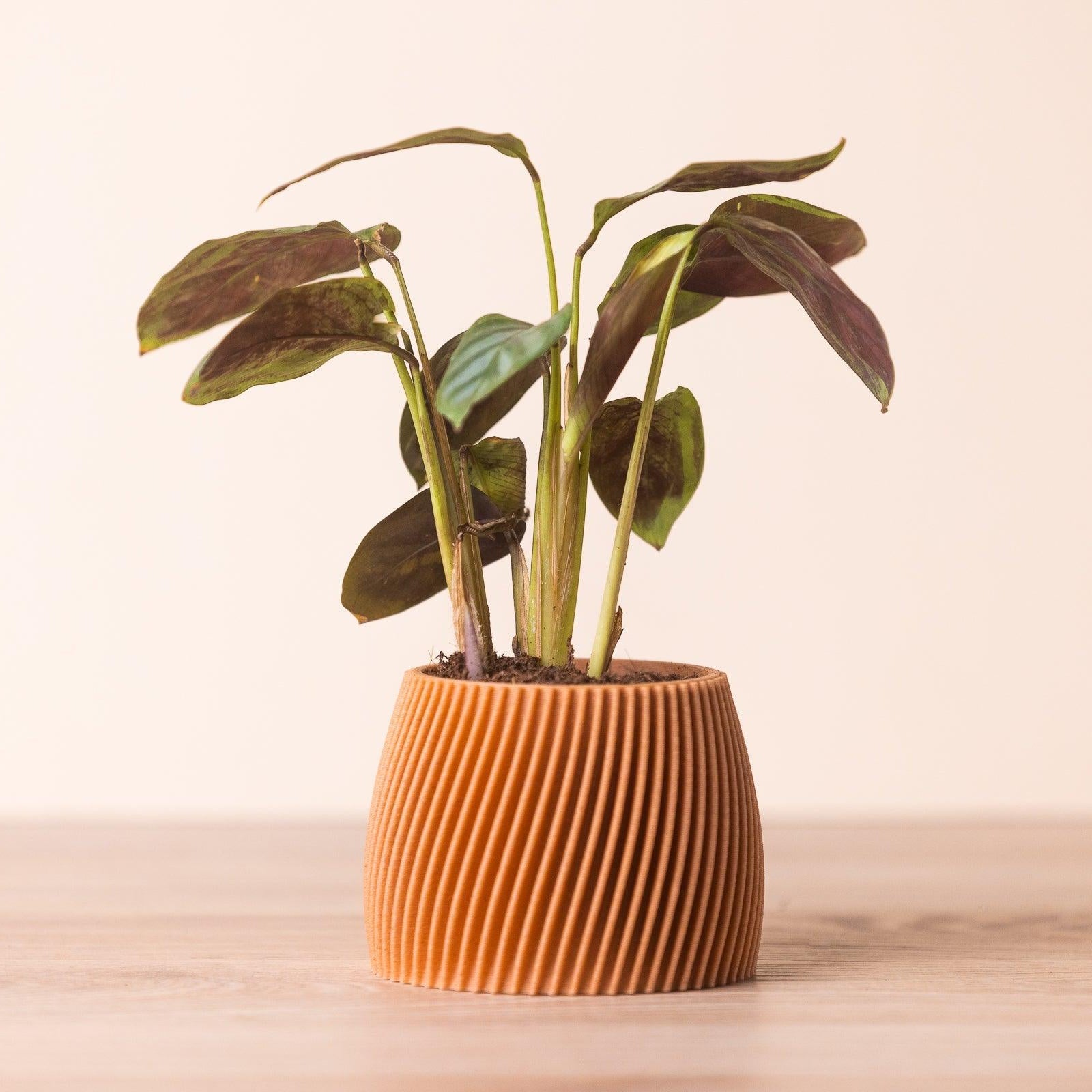 Petit cache pot - Motif hypnotisant et zen - A base de bois - Copo Design