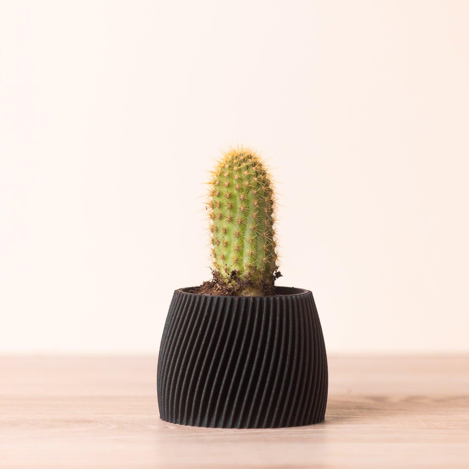 Petit cache pot - Motif hypnotisant et zen - A base de bois - Copo Design